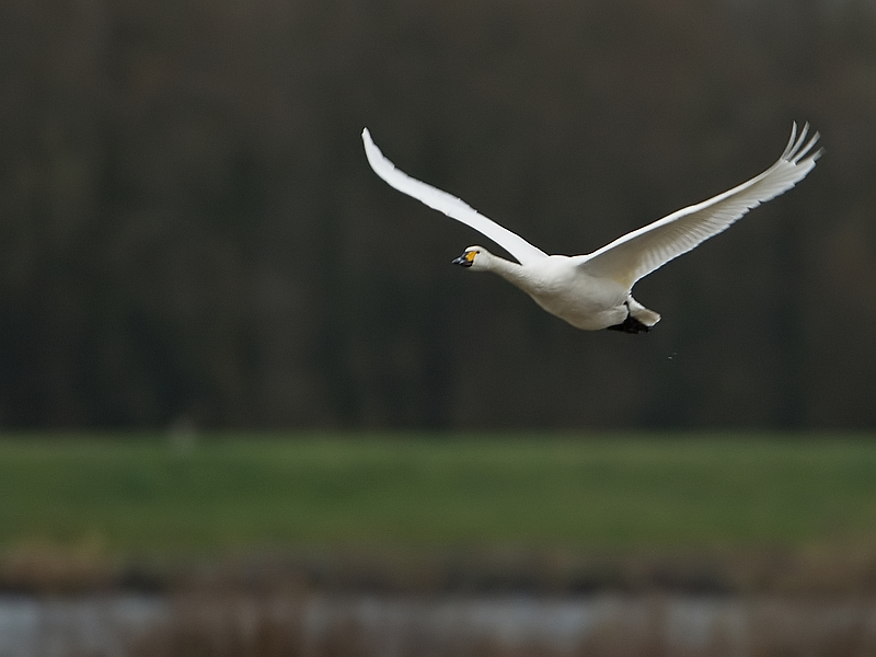 Cygnus columbianus bewickii Kleine Zwaan Tundra Swan